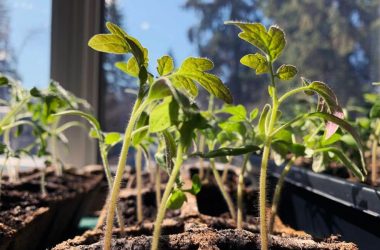 Empowering Smallholder Farmers: The Best Way to Attaining Food Security