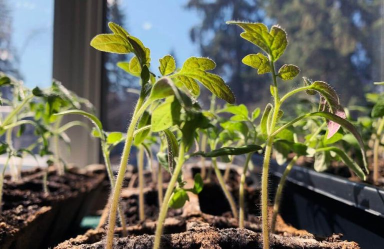 Empowering Smallholder Farmers: The Best Way to Attaining Food Security