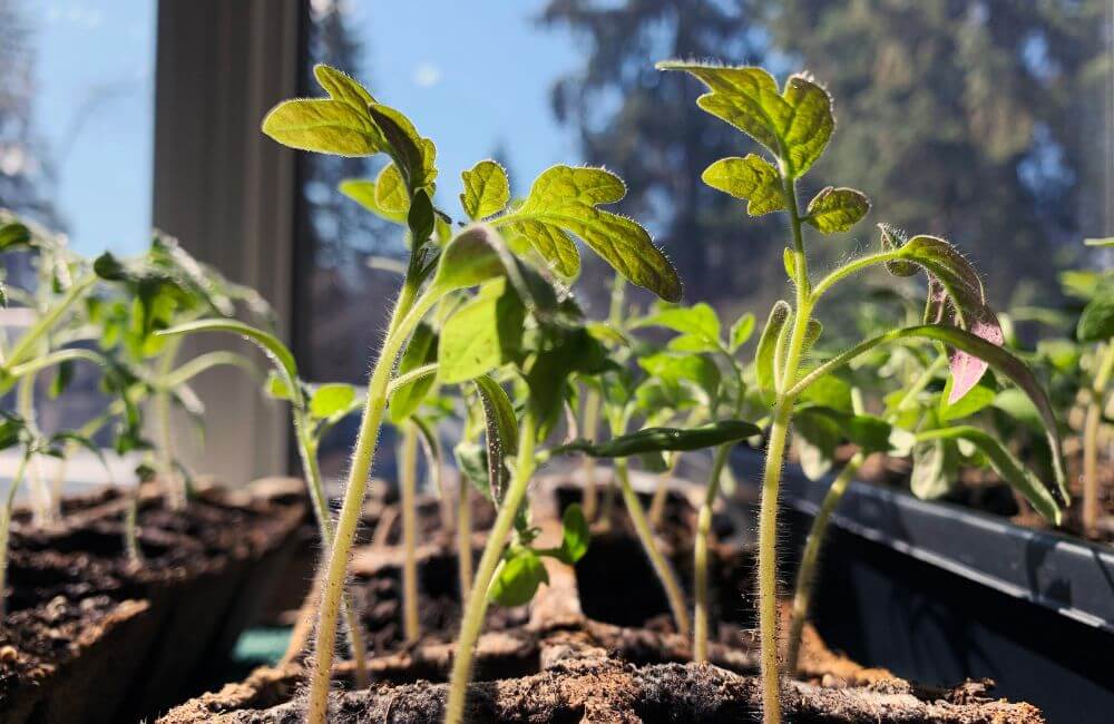 Empowering Smallholder Farmers: The Best Way to Attaining Food Security