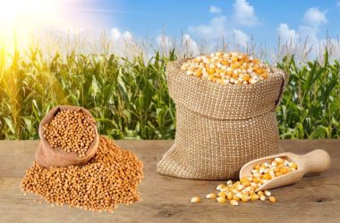 The Synergistic Benefits of Rotating Maize with Soybeans in Northern Ghana