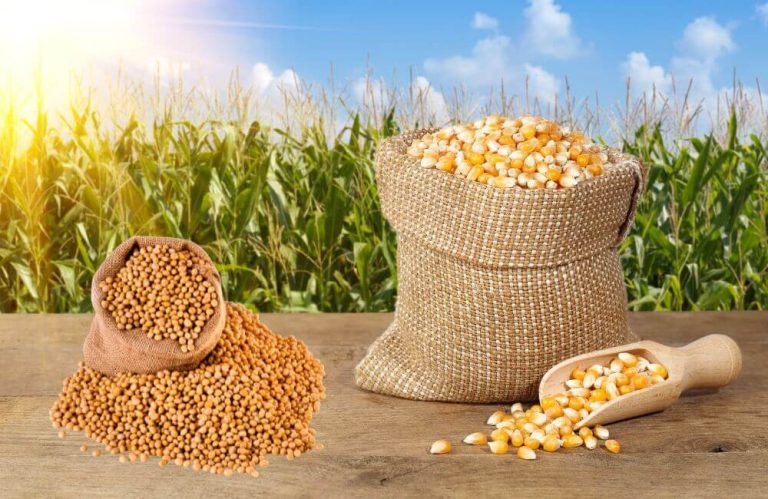 The Synergistic Benefits of Rotating Maize with Soybeans in Northern Ghana