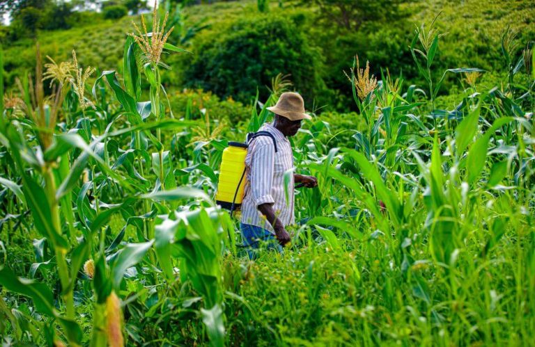 Mastering Maize Farming: Tips for Success in Northern Ghana